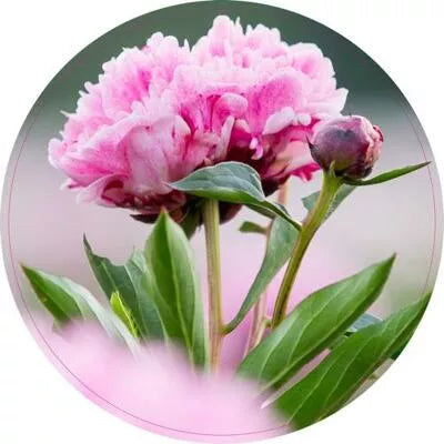 Pannenonderzetter. 1