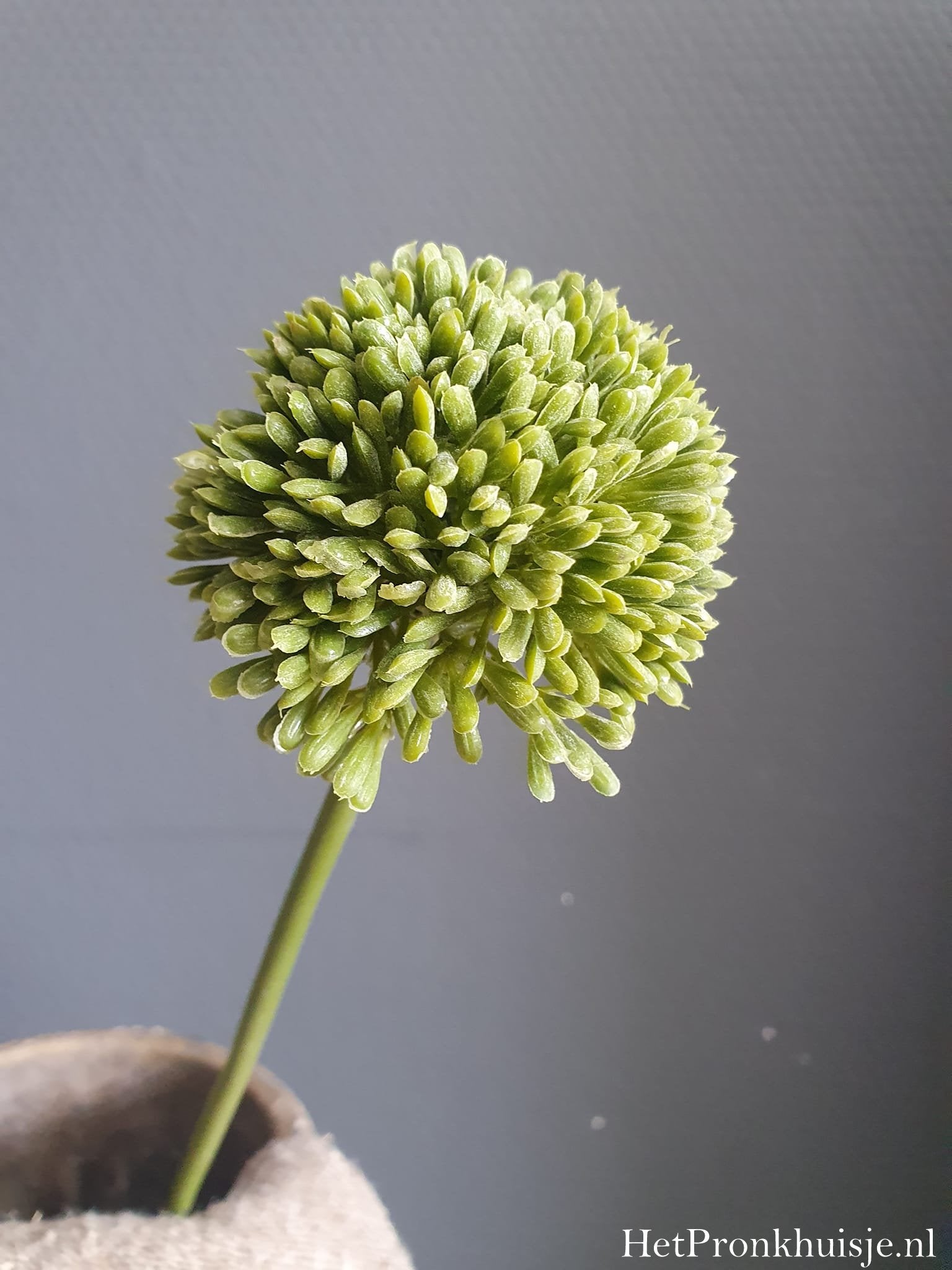 Allium. Groen