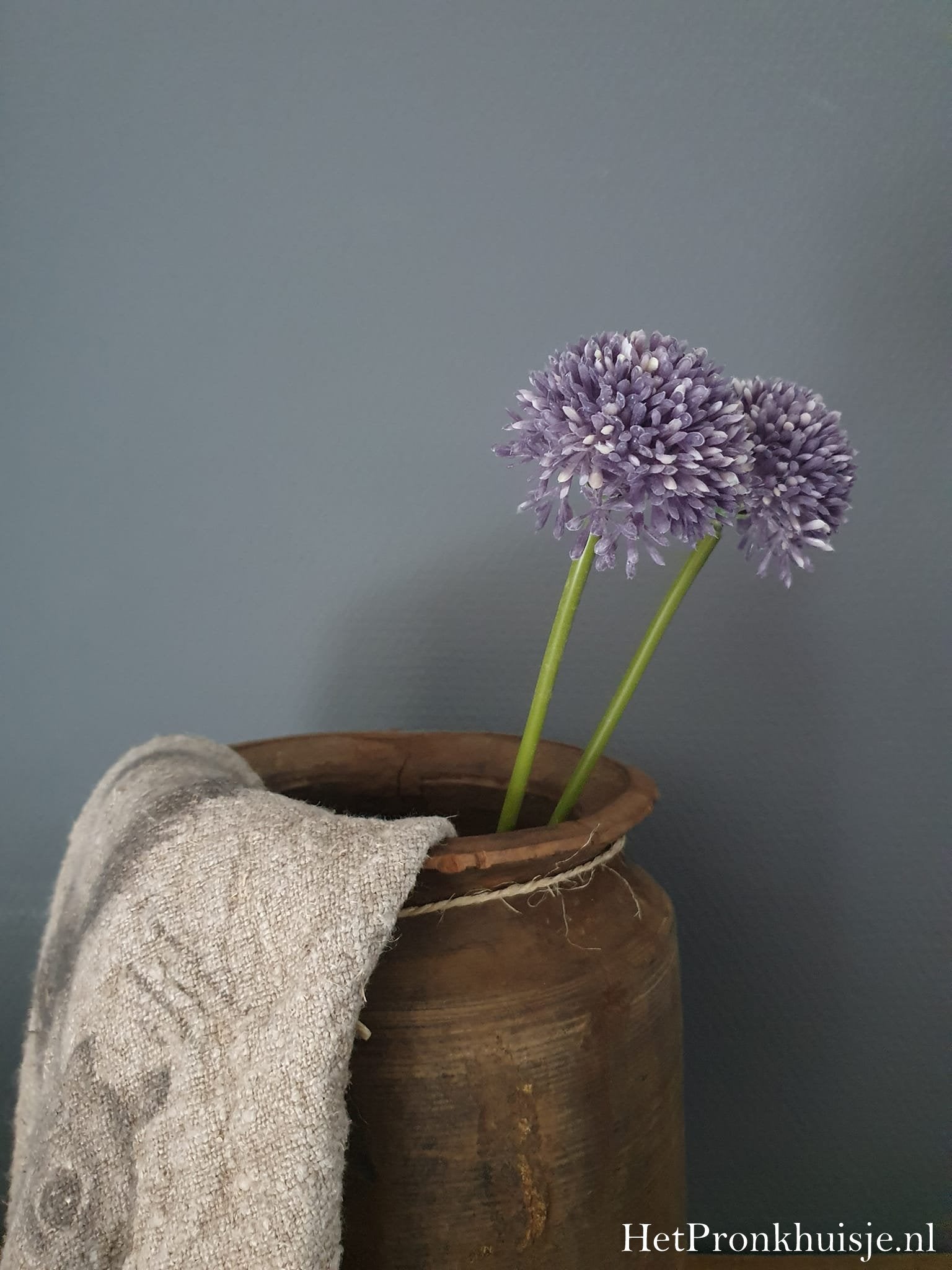 Allium. Paars