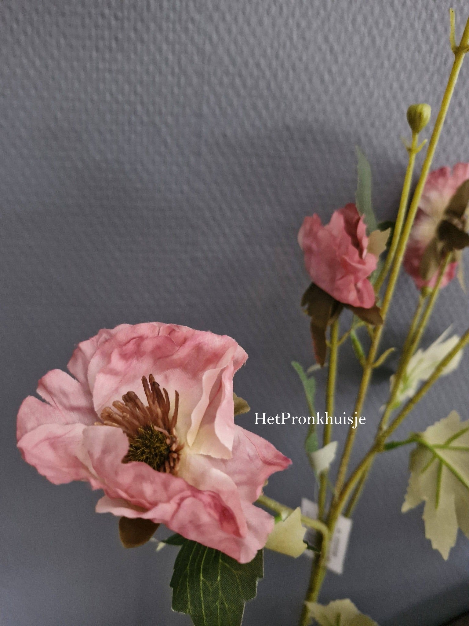 Anemoon. Oud roze