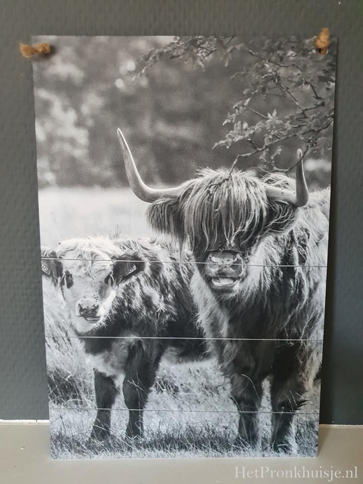 Bordje aan touw. 2 Hooglanders
