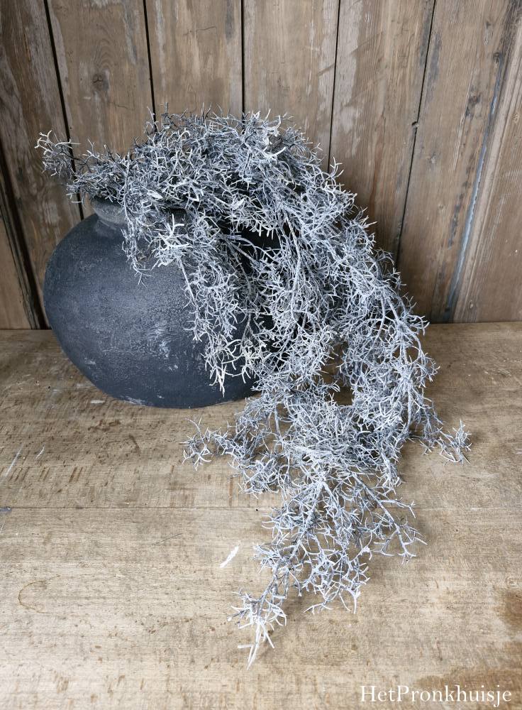 Countryfield. Tillandsia grijs