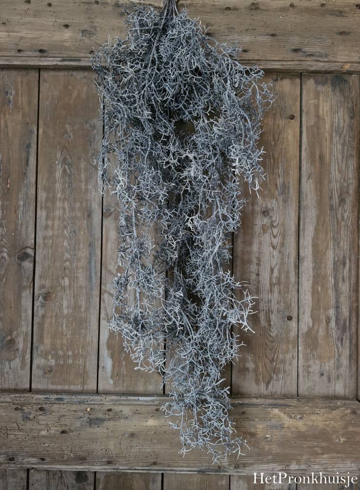 Countryfield. Tillandsia grijs