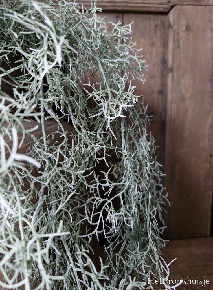 Countryfield. Tillandsia groen