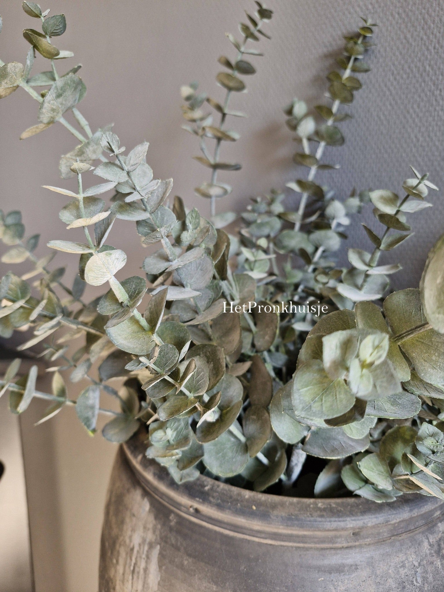 Eucalyptus tak