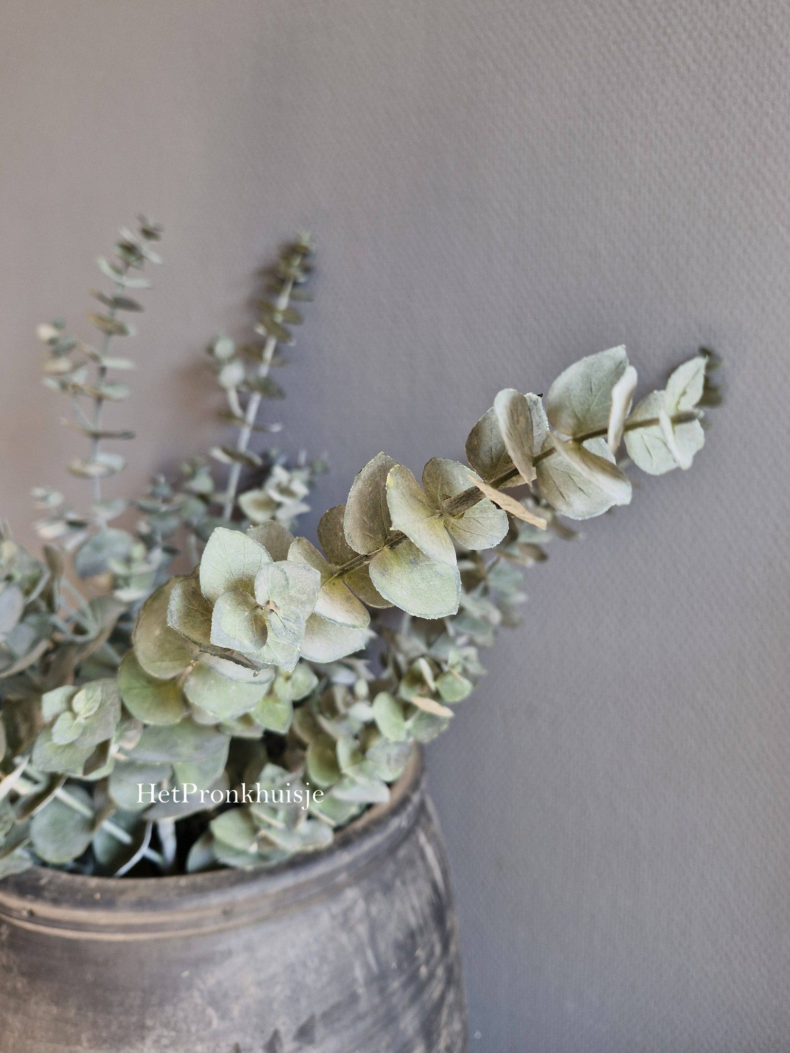 Eucalyptus tak