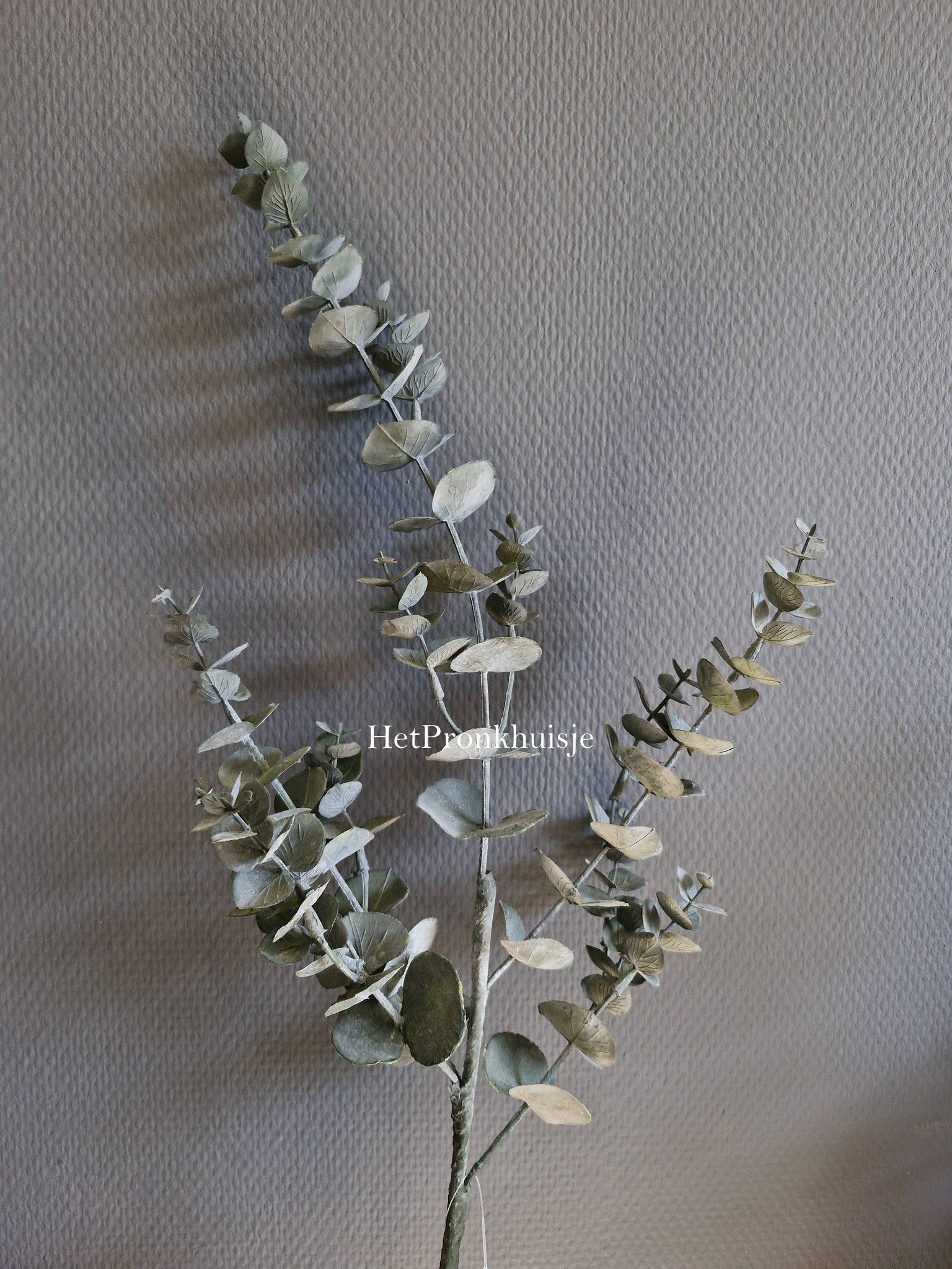 Eucalyptus tak