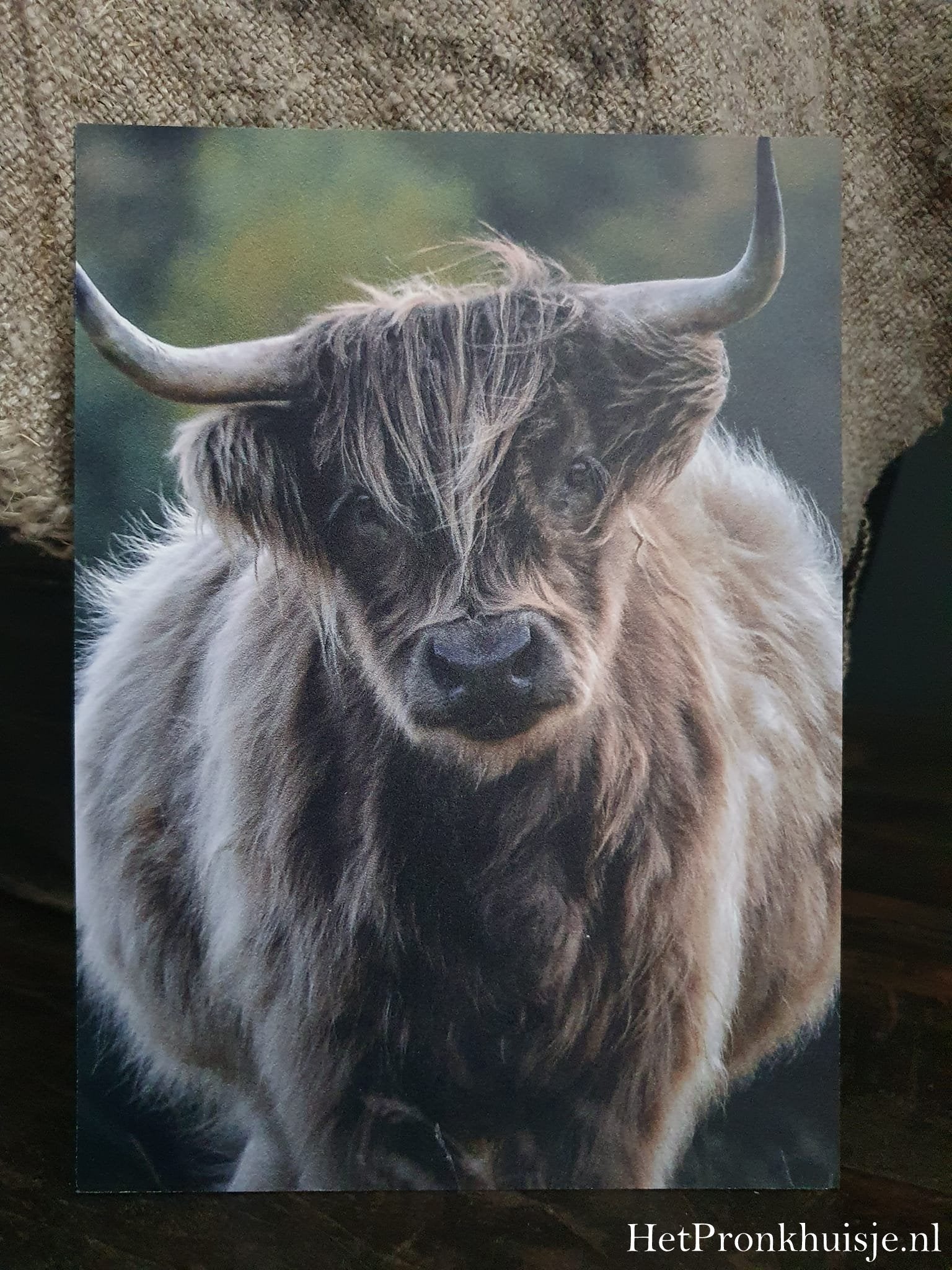 Fotokaart. Hooglander kalf