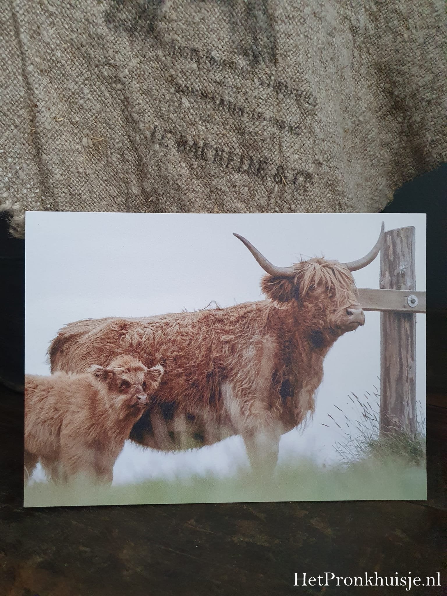 Fotokaart. Hooglander met kalf