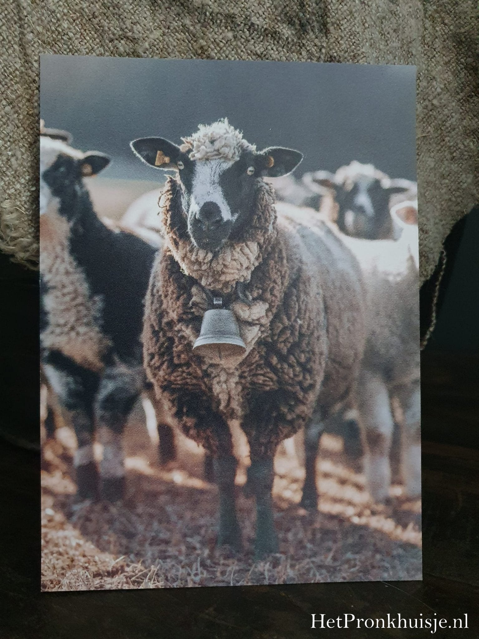 Fotokaart. Schaap met bel.