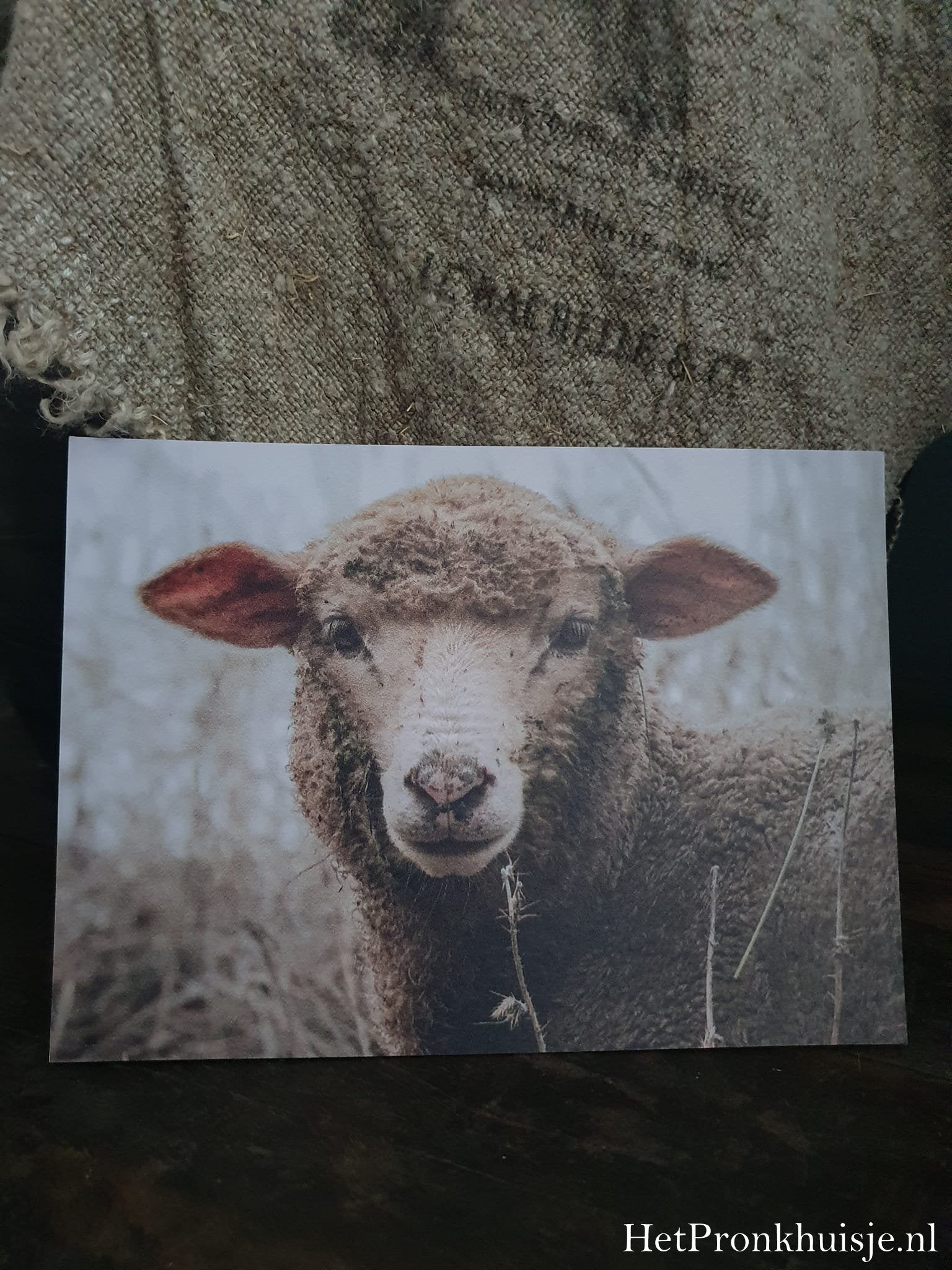 Fotokaart. Schaap