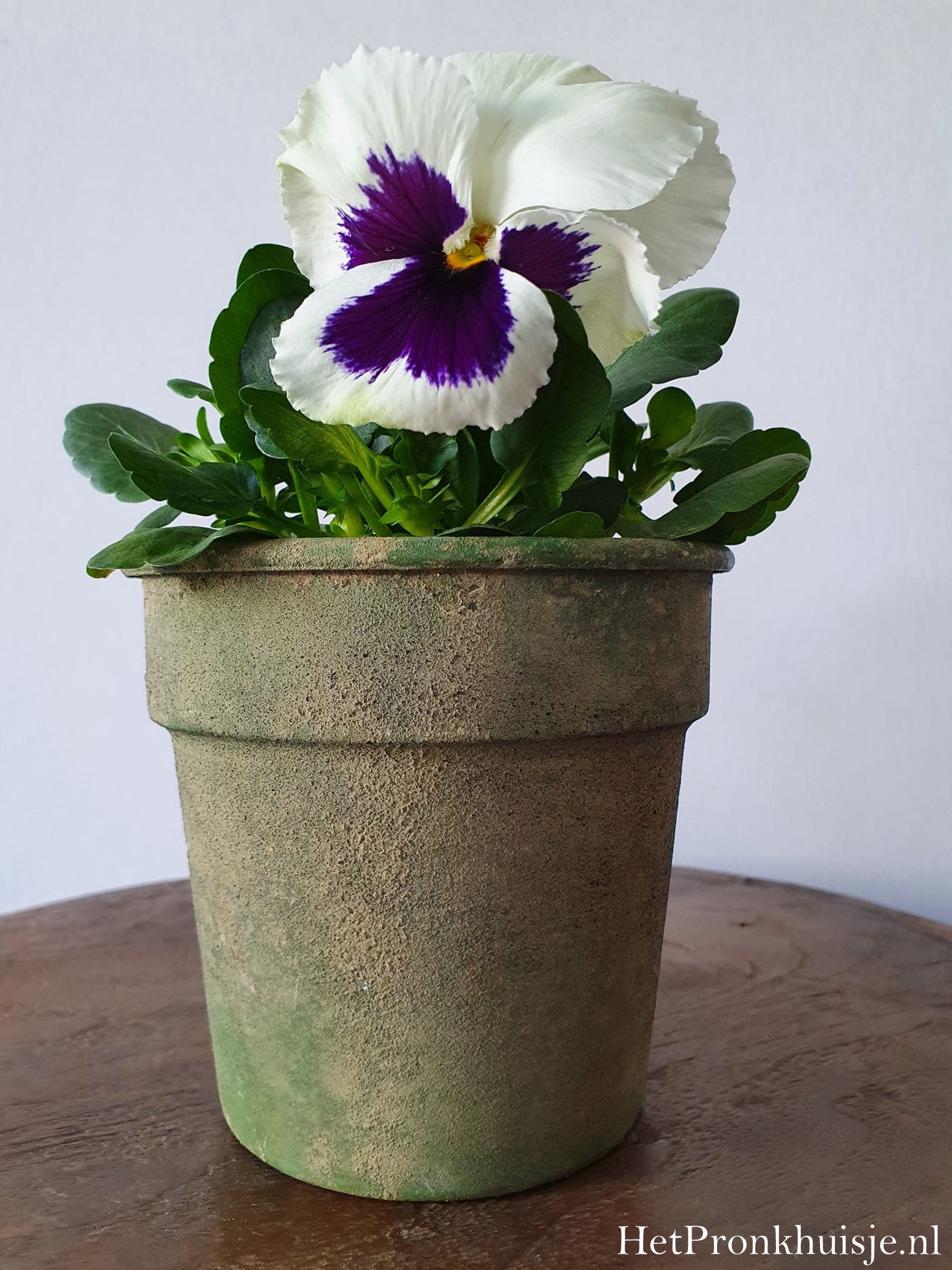 Groen potje in oude look
