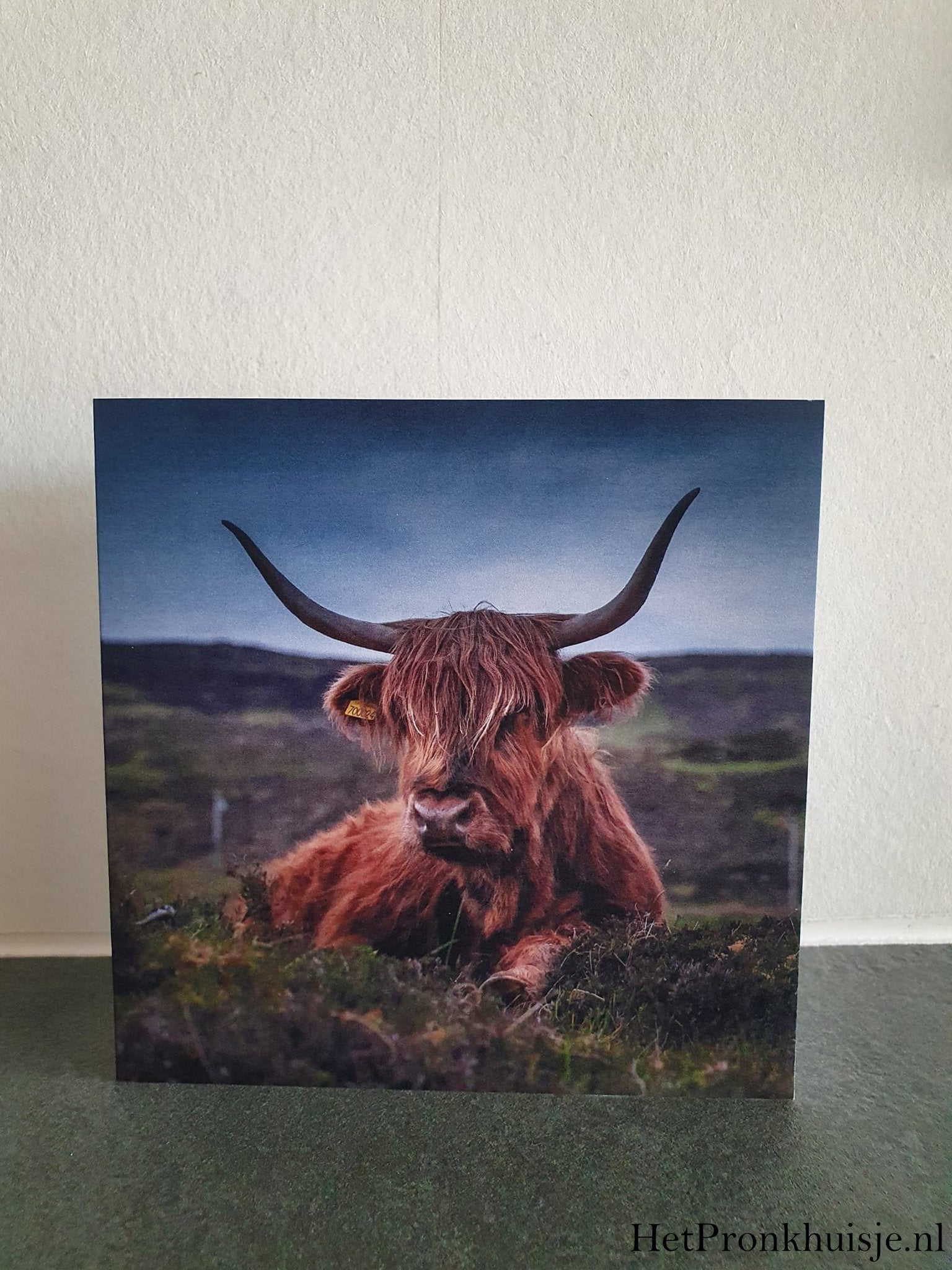 Kaart. Schotse hooglander liggend