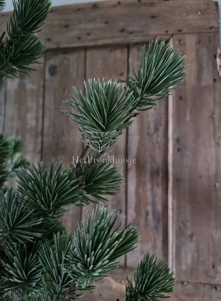Larix boom. Middel