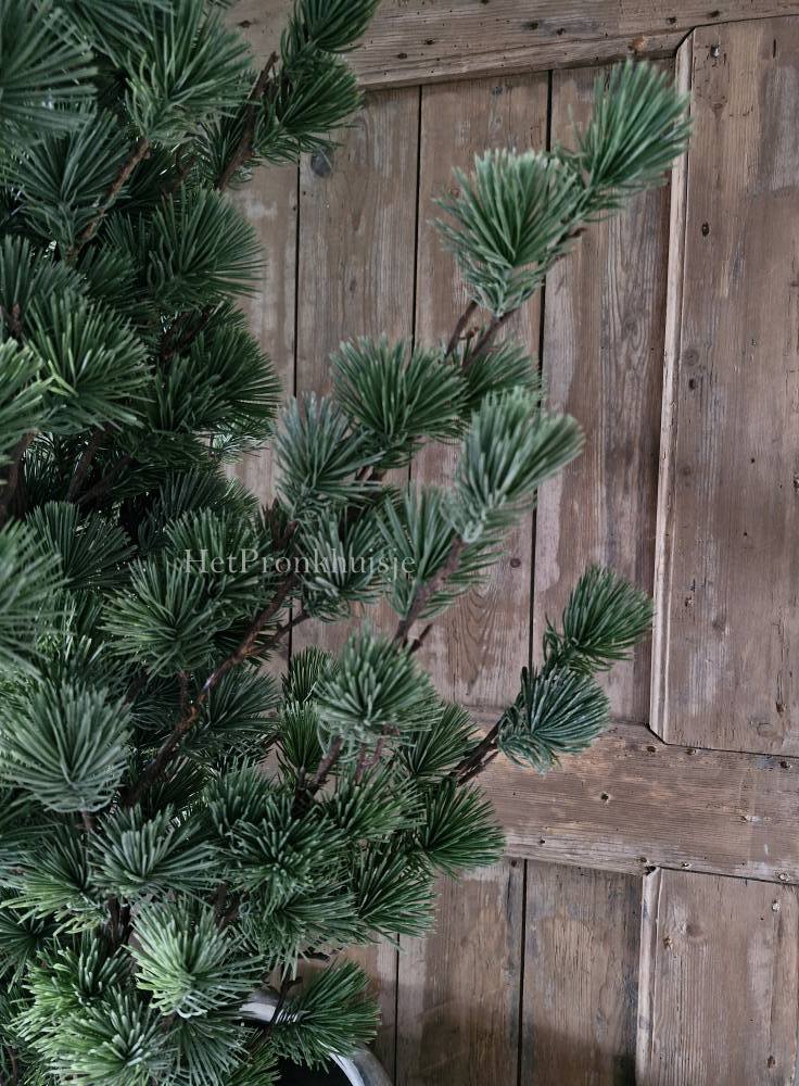 Larix boom. Groot
