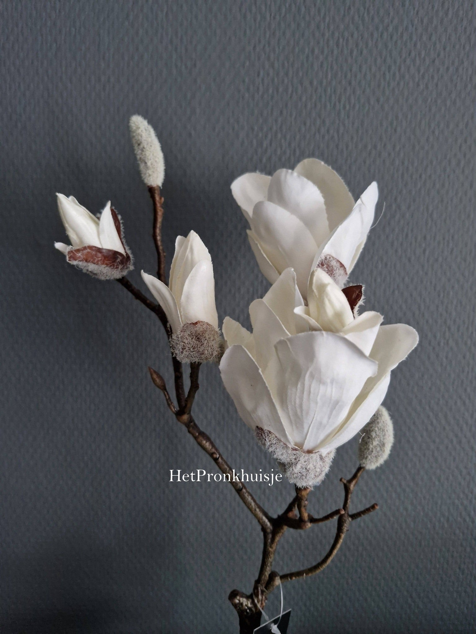 Magnolia tak. Wit