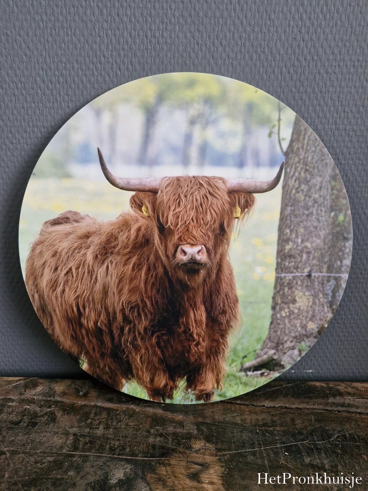Muurcirkel. Hooglander bij boom