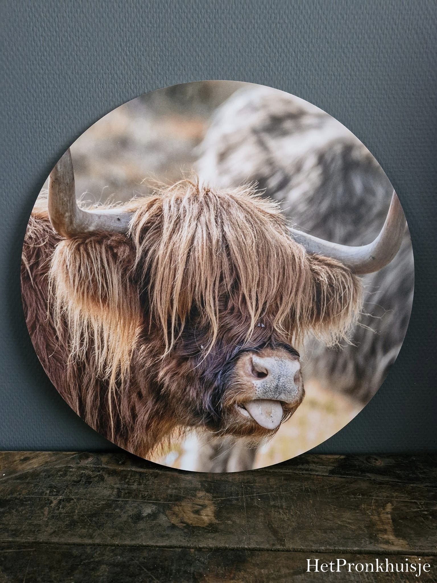 Muurcirkel. Hooglander tong