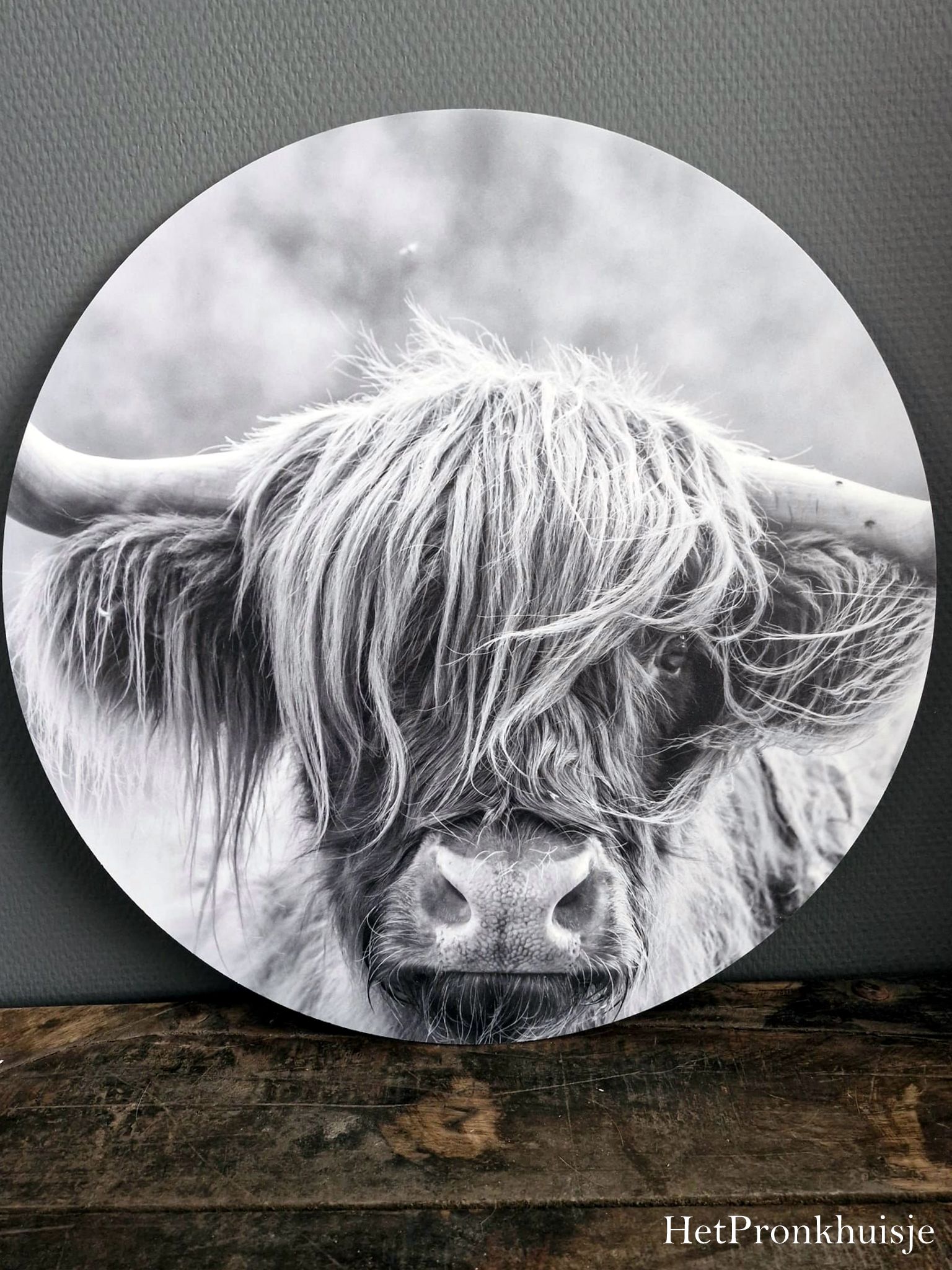 Muurcirkel. Hooglander. Zwart wit