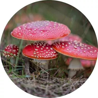 Pannenonderzetter. 14