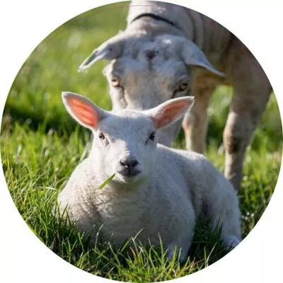 Pannenonderzetter. 16