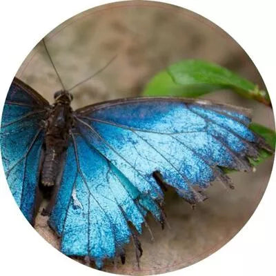 Pannenonderzetter. 18