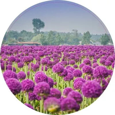 Pannenonderzetter. 19