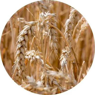 Pannenonderzetter. 3