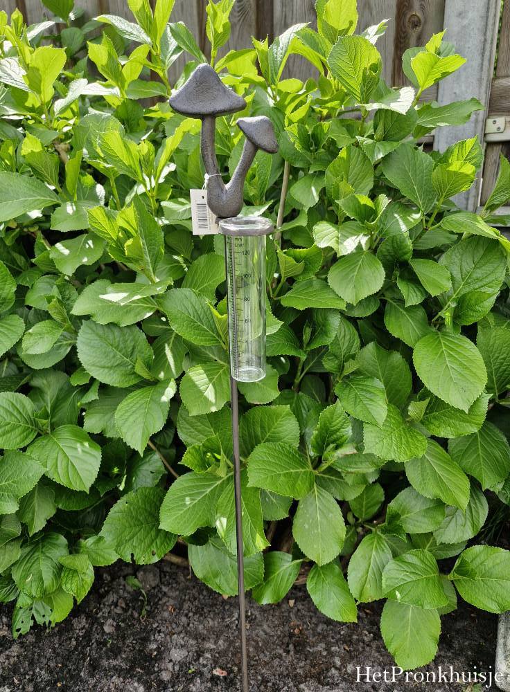 Regenmeter. Paddenstoel