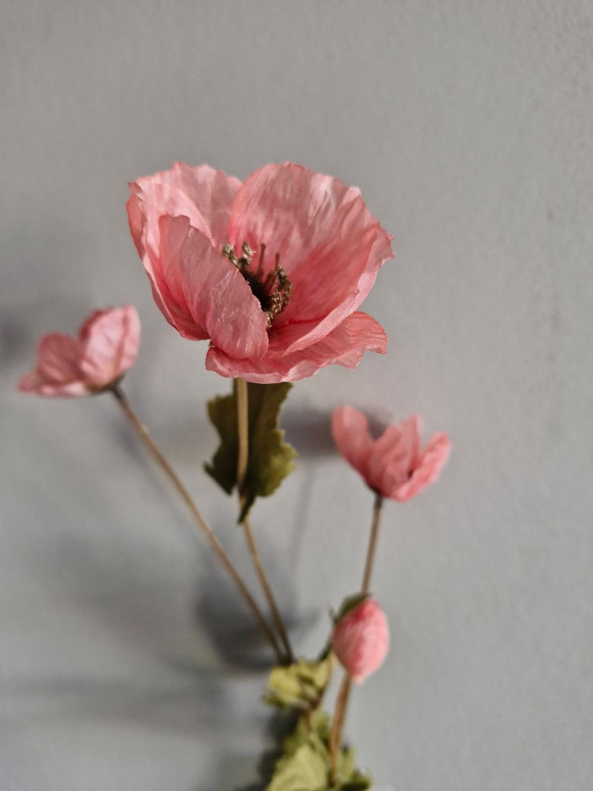 Sylxz. Poppy autumn. Klaproos licht roze