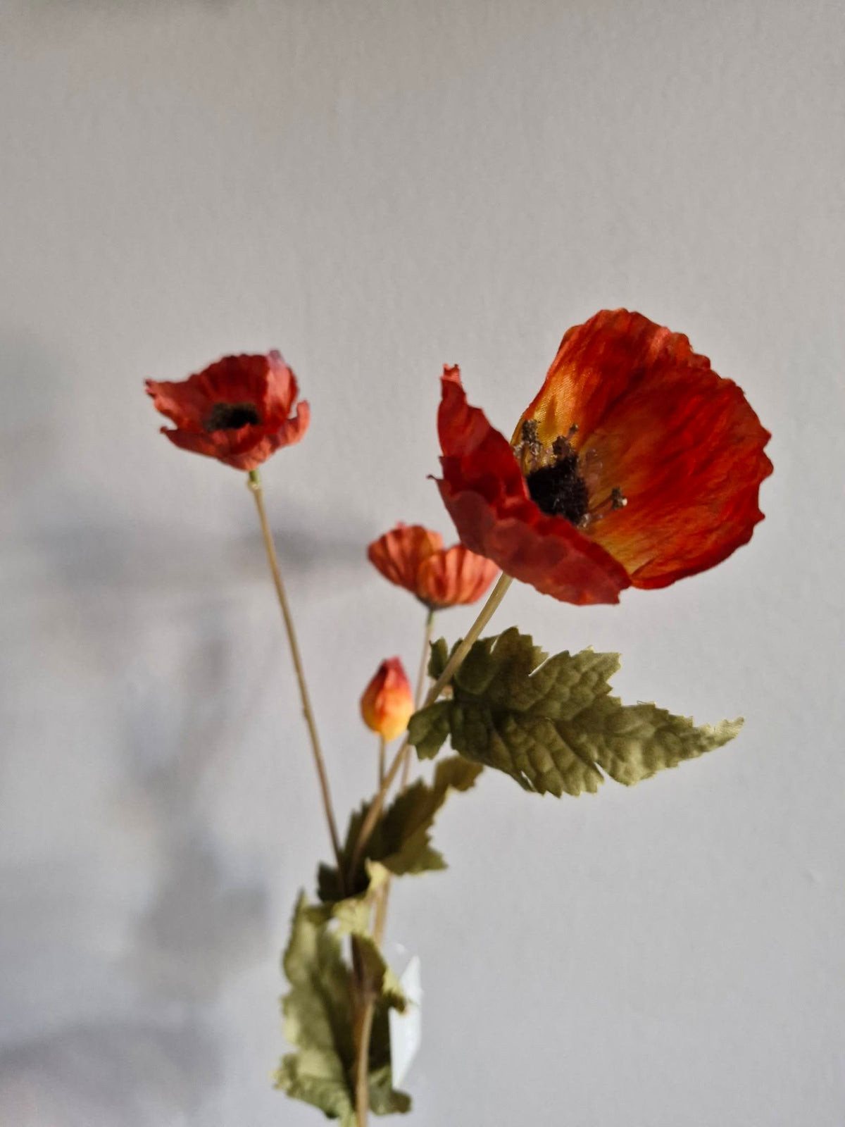 Sylxz. Poppy autumn. Klaproos oranje
