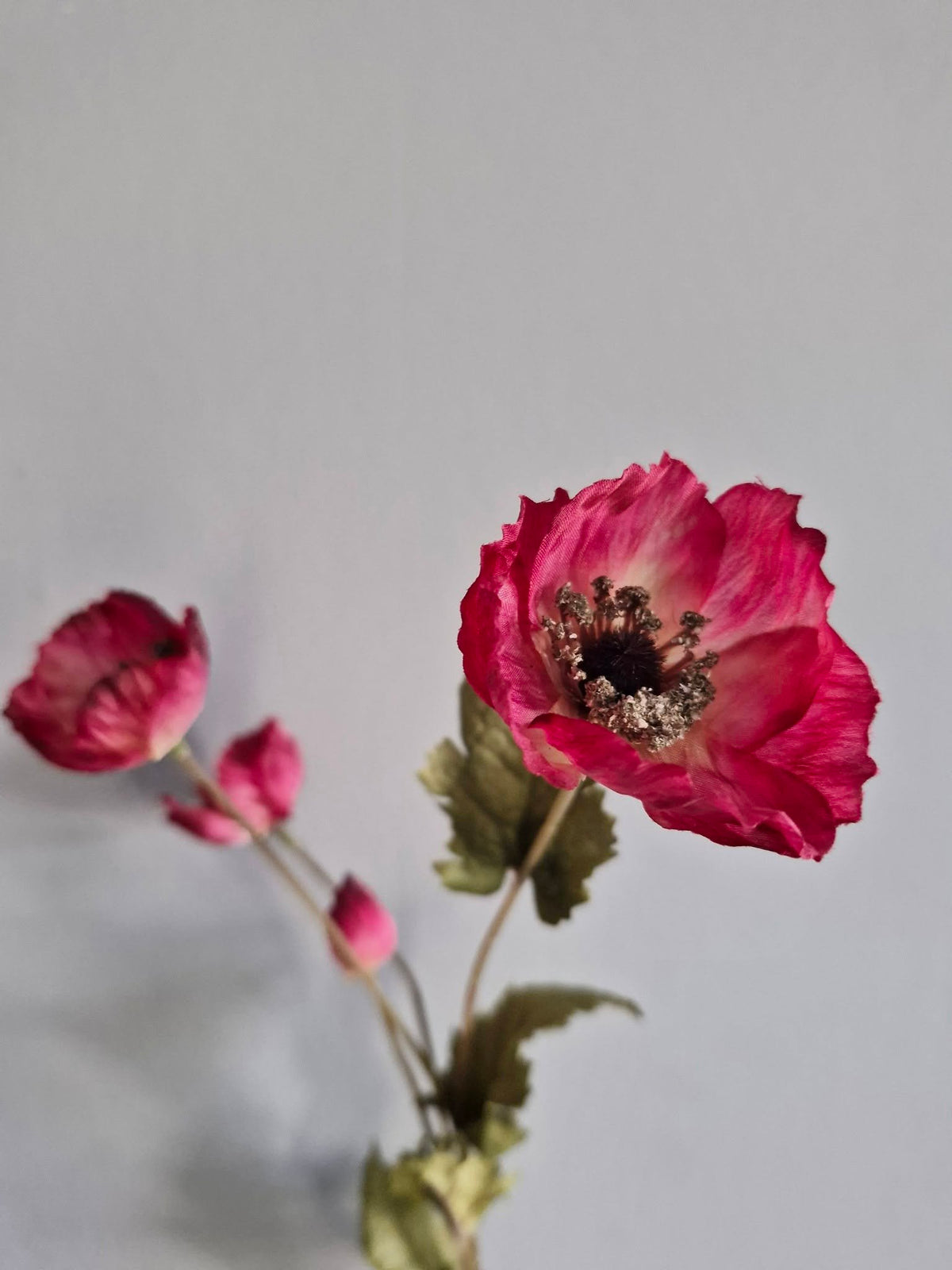 Sylxz. Poppy autumn. Klaproos donker roze