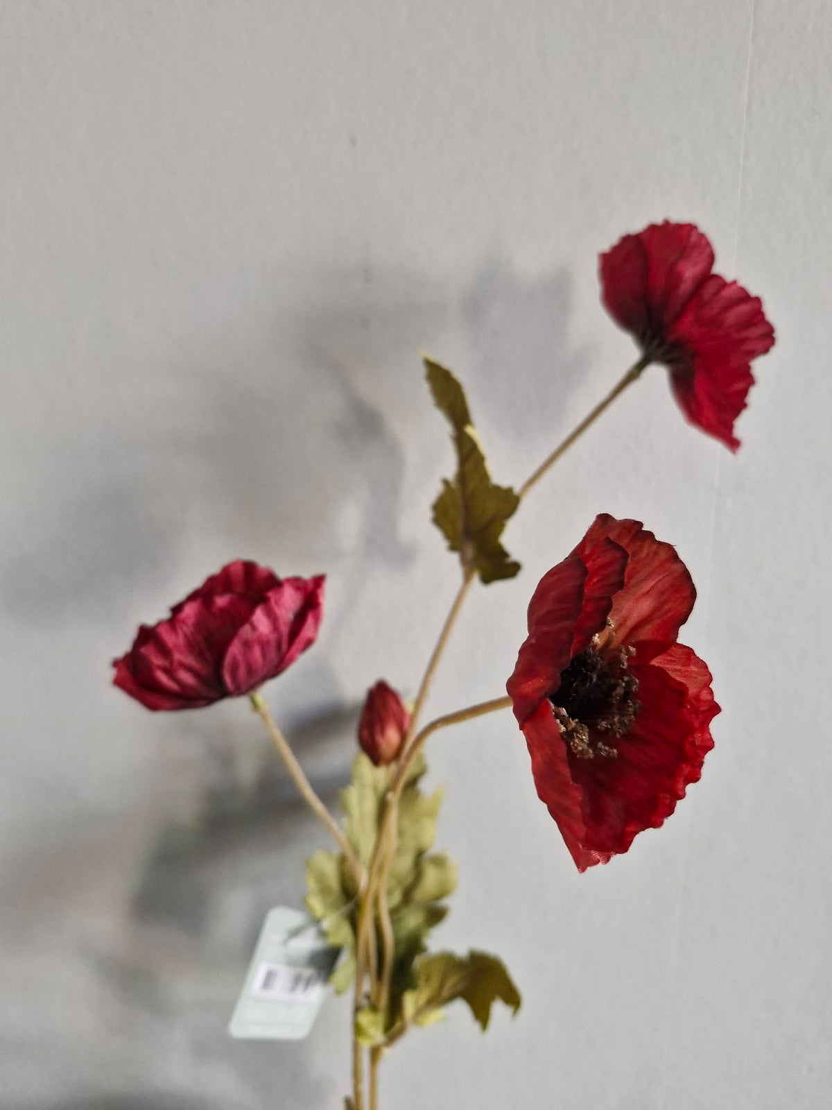 Sylxz. Poppy autumn. Klaproos rood