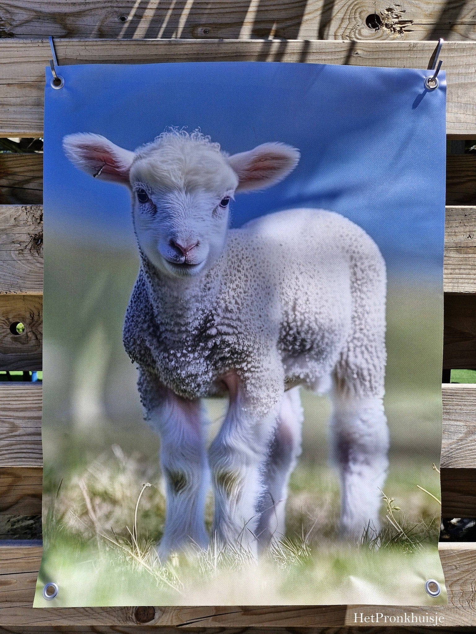 Tuinposter. Lammetje