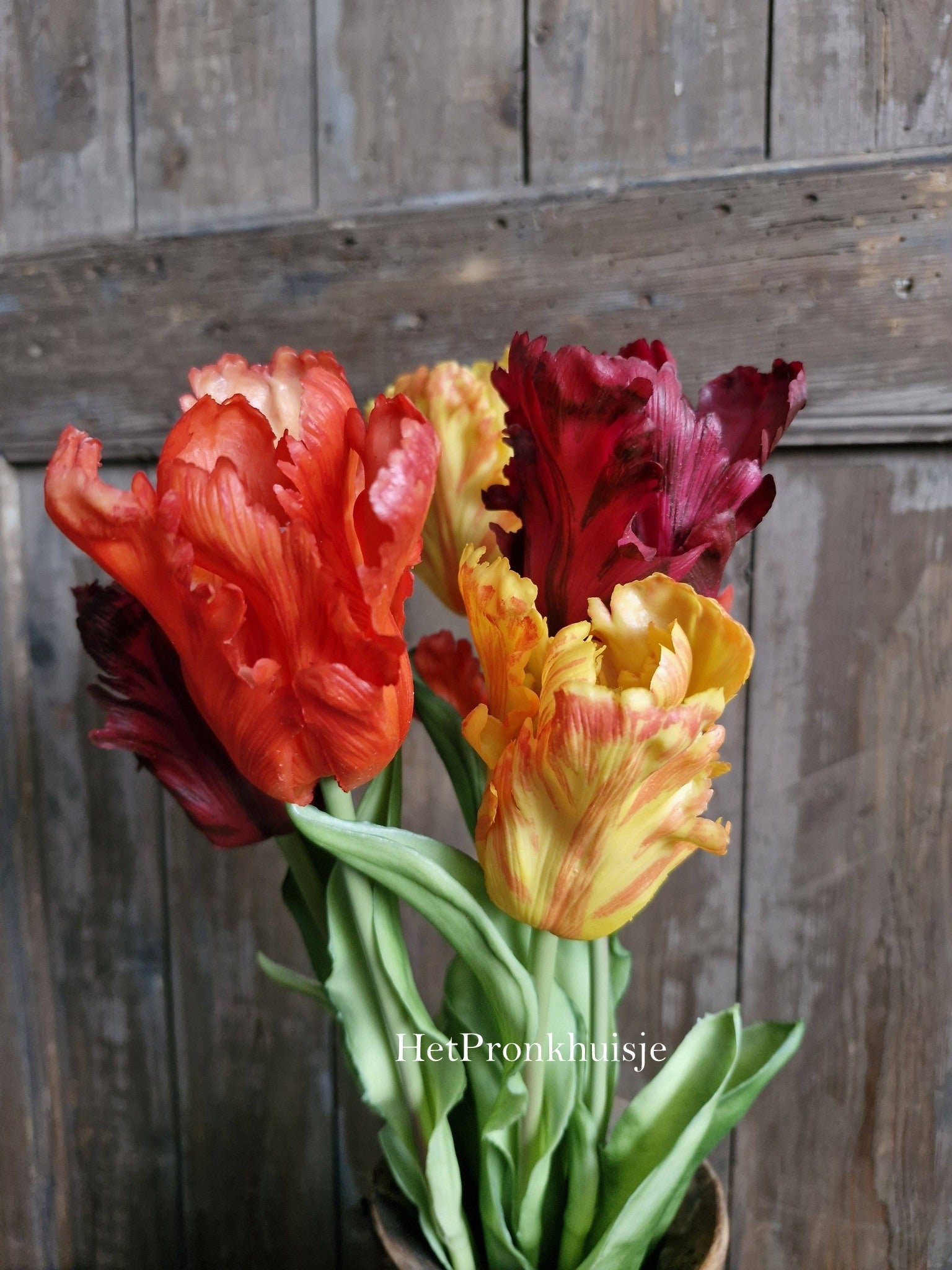 Tulp. Parrot. Mix oranje