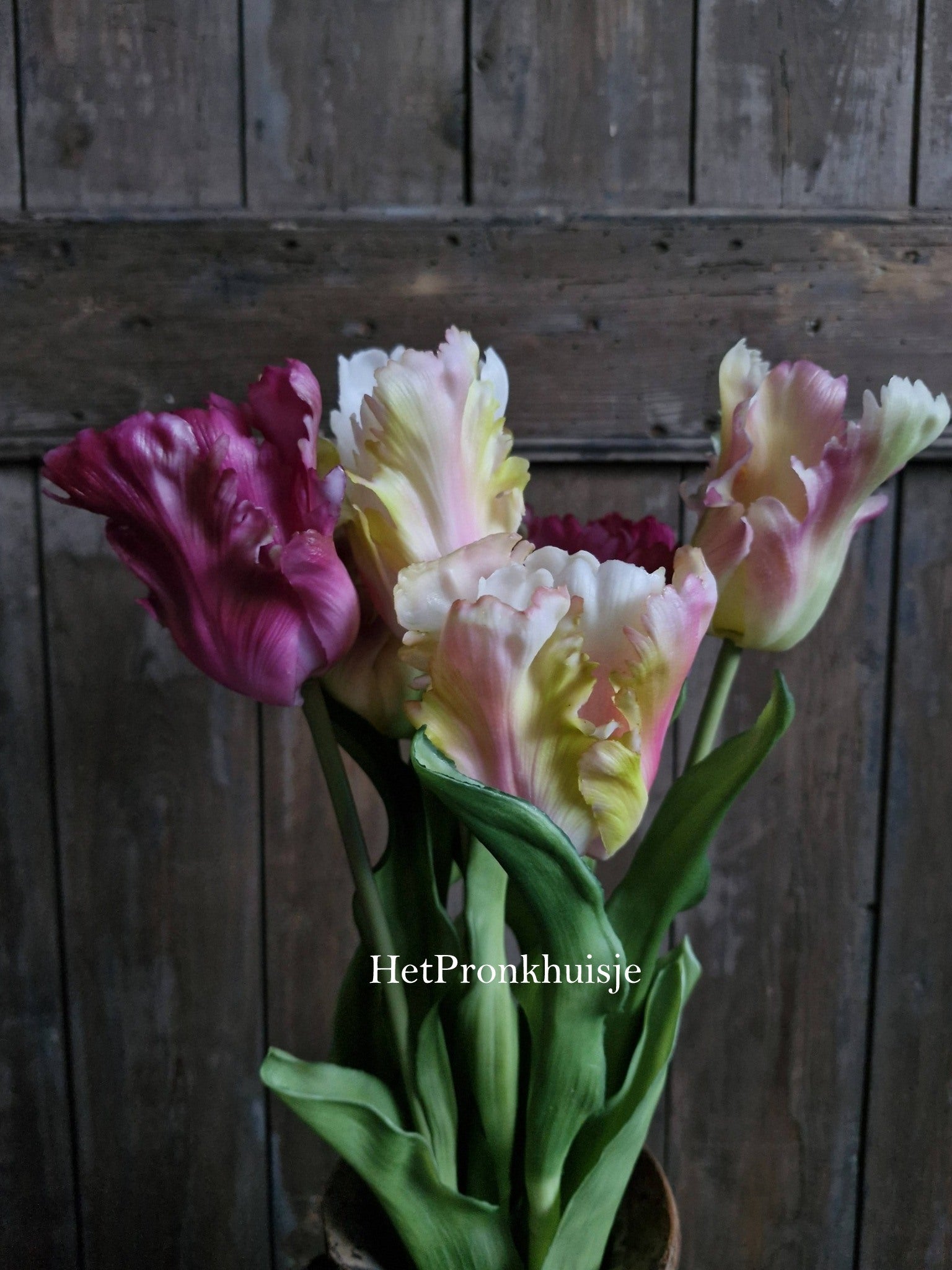 Tulp. Parrot. Mix roze paars