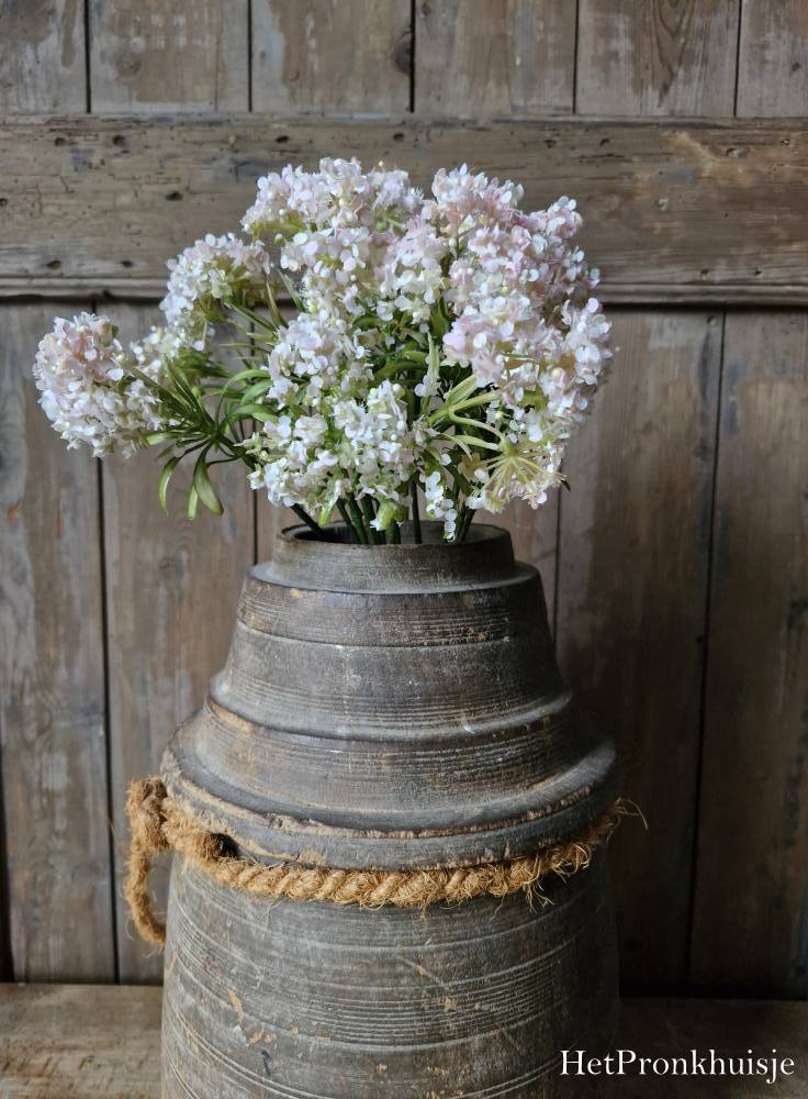 Zijdebloem. Achillea