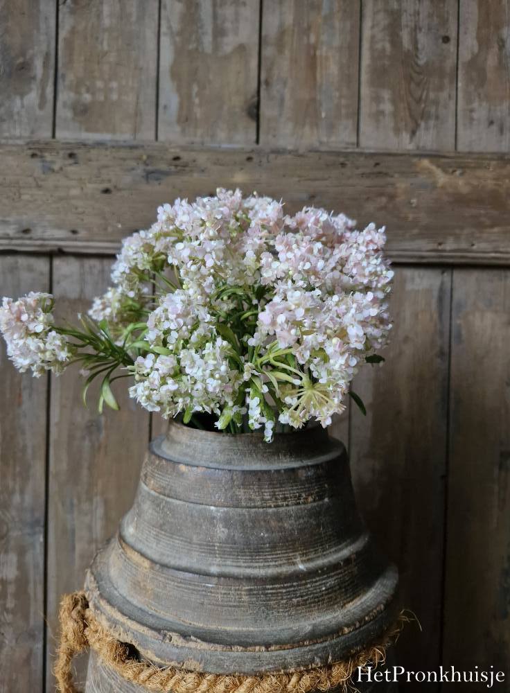Zijdebloem. Achillea