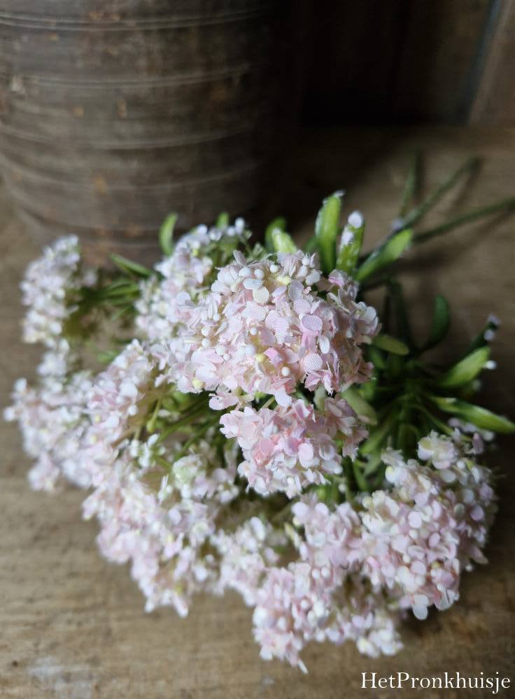 Zijdebloem. Achillea