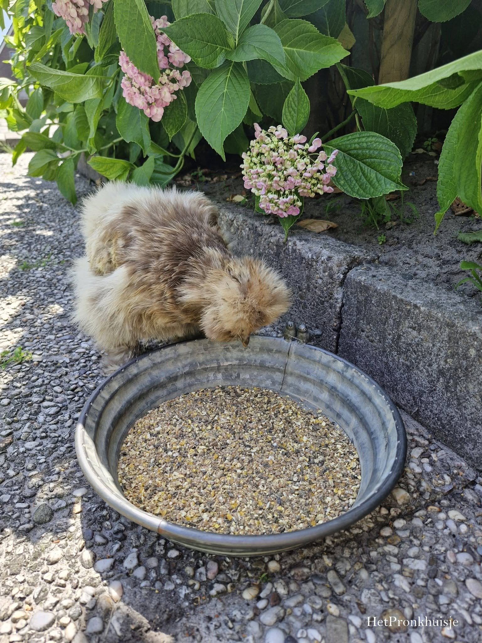 Zinken schaal. Vogel