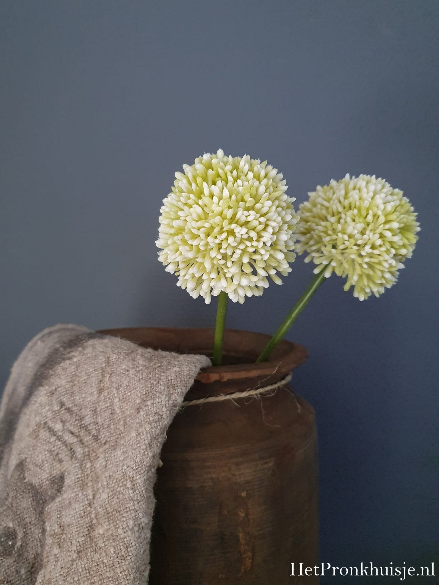 Allium. Cream