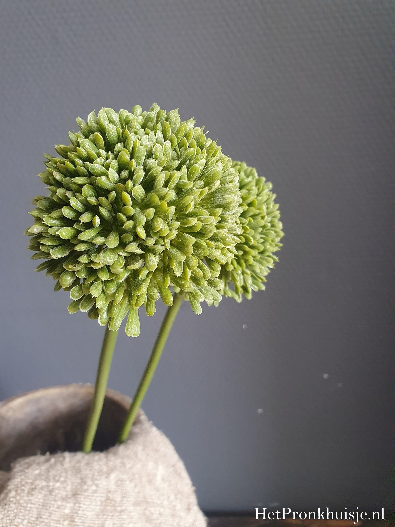 Allium. Groen