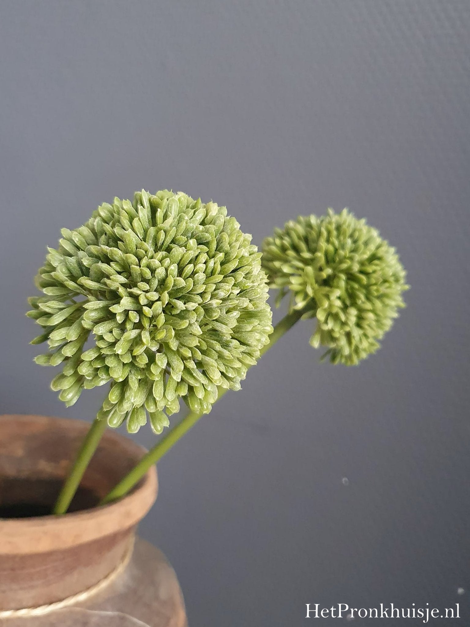 Allium. Groen