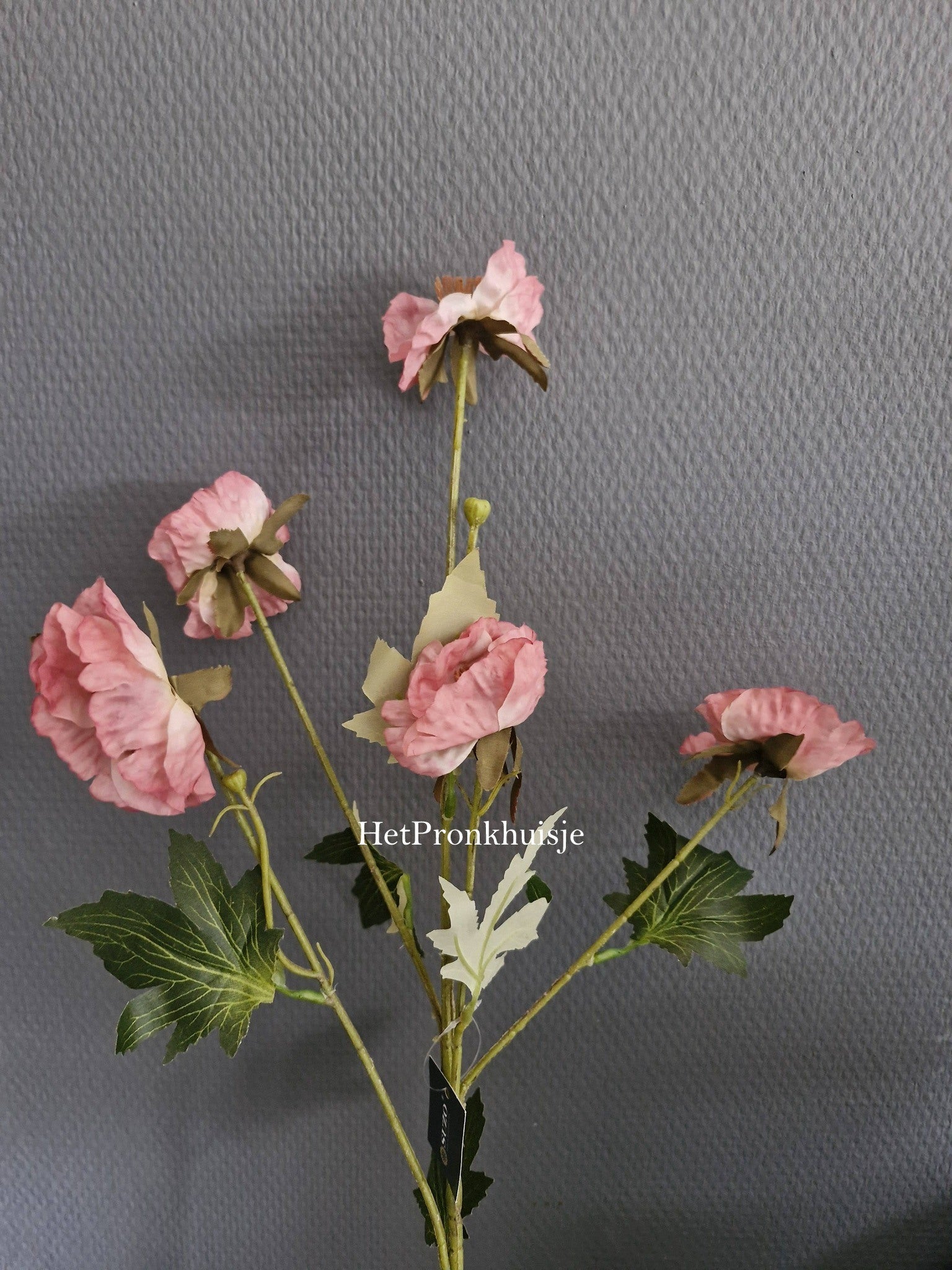 Anemoon. Oud roze