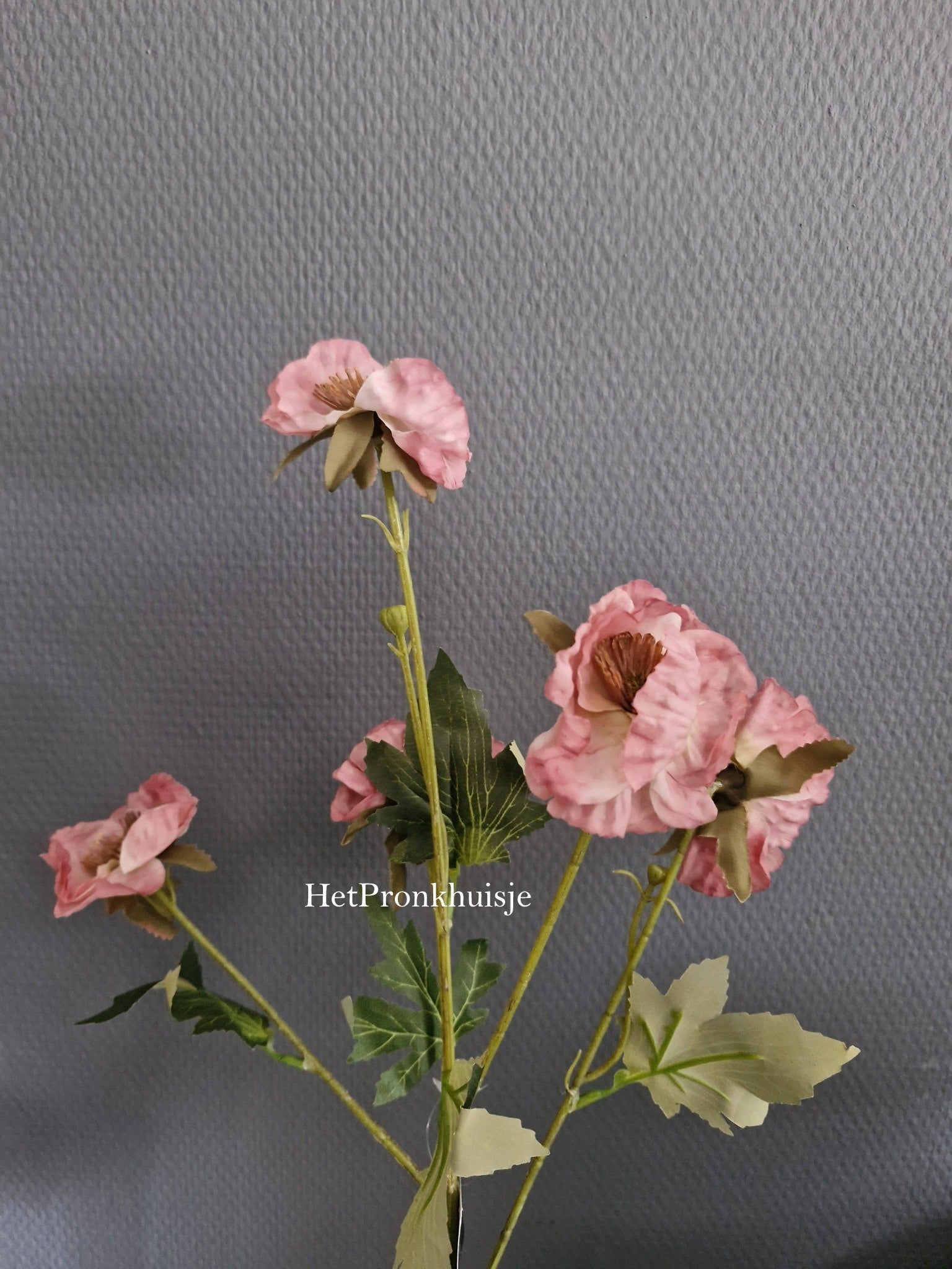 Anemoon. Oud roze