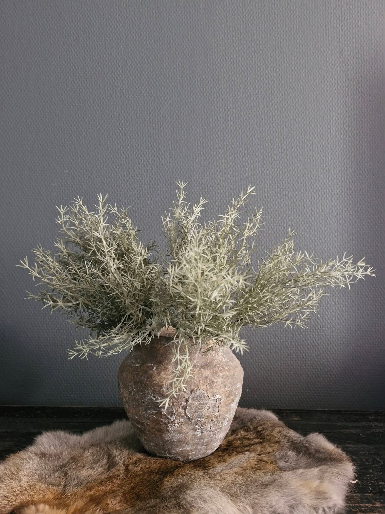 Asparagus bush green