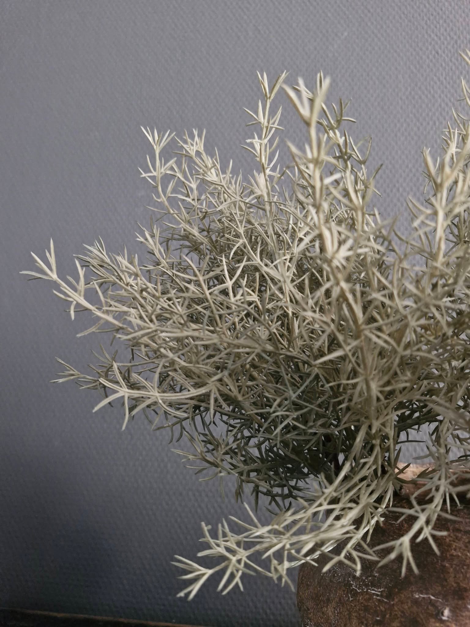 Asparagus bush green