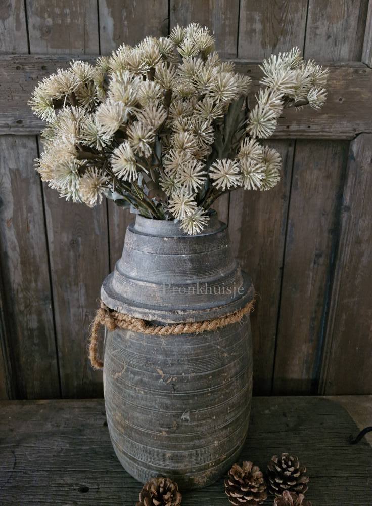 Centaurea tak. Creme