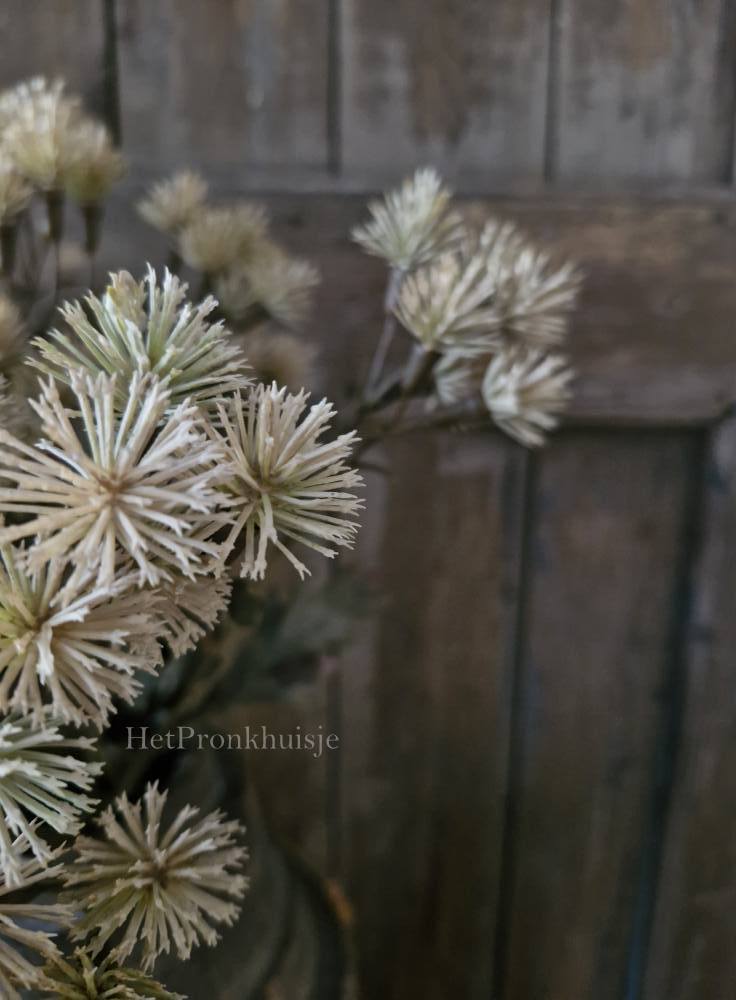 Centaurea tak. Creme