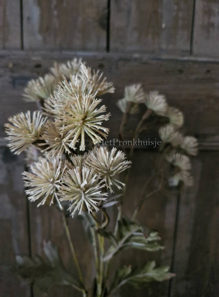 Centaurea tak. Creme
